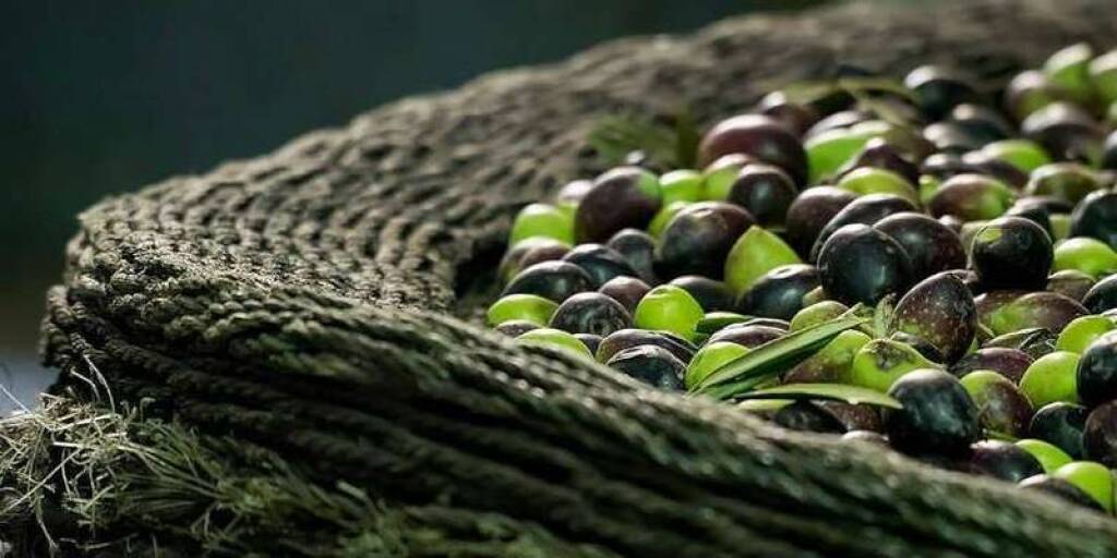 Ayvalık Zeytin Hasat ve Turizm