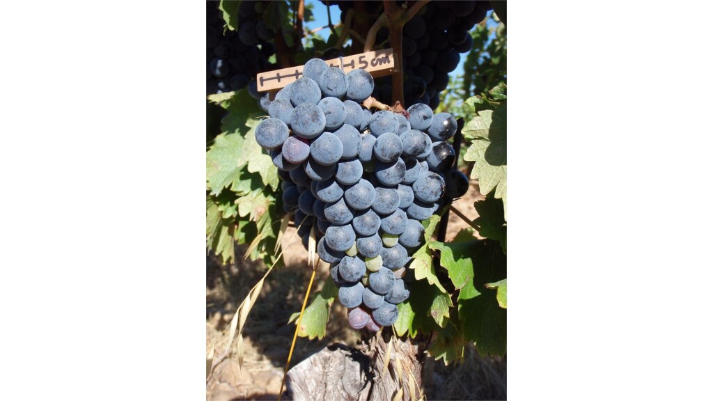 BİLİMİN HEDİYESİ ÜZÜMLER TADIMI: TANEANDA-2