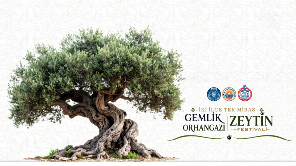 Gemlik-Orhangazi Zeytin