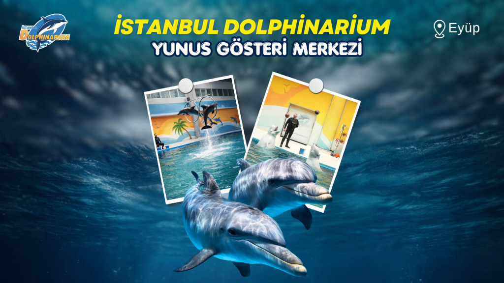 İstanbul Dolphinarium Yunus Gösterileri