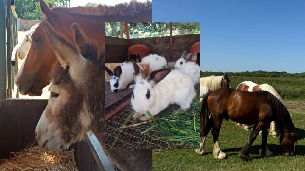 QBICART OUTSCHOOLING (EKİM AYI BOYUNCA ÇİFTLİKTE BULUŞUYORUZ)