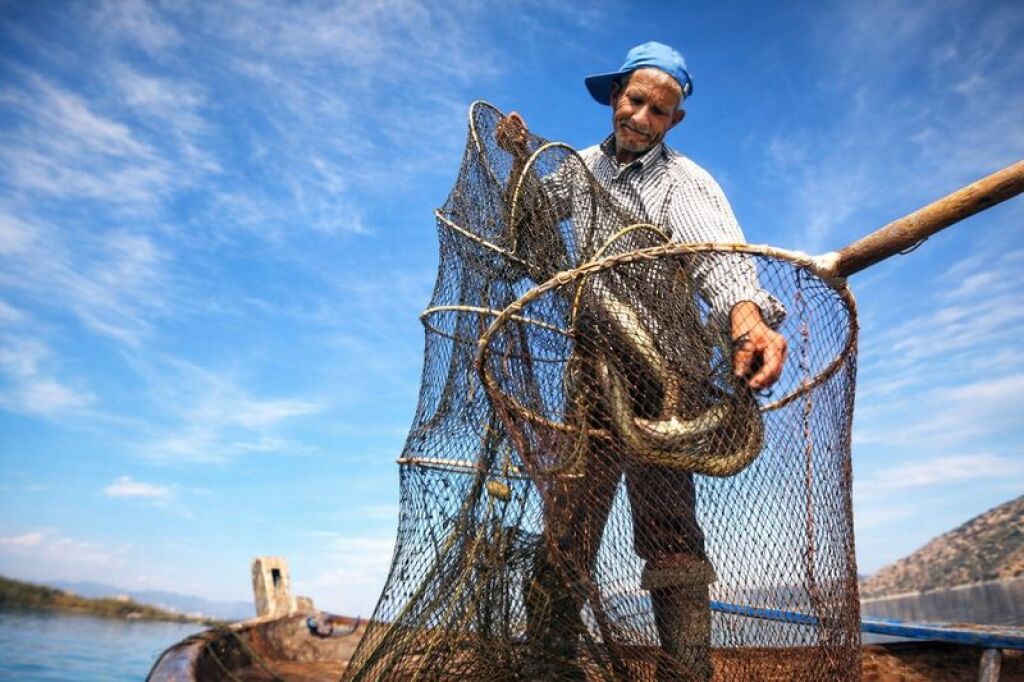 Serçin Yılan Balığı