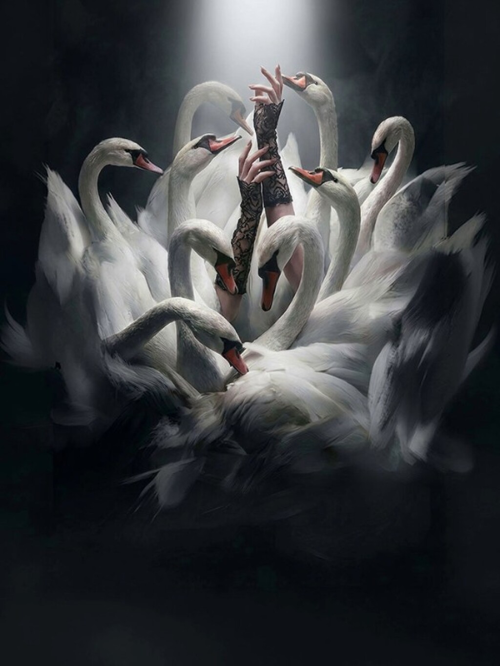 Swans