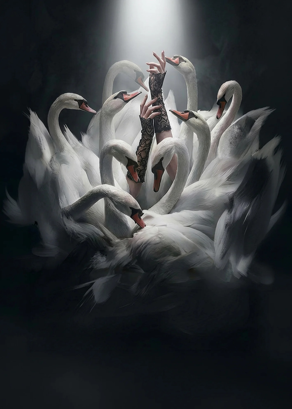 Swans