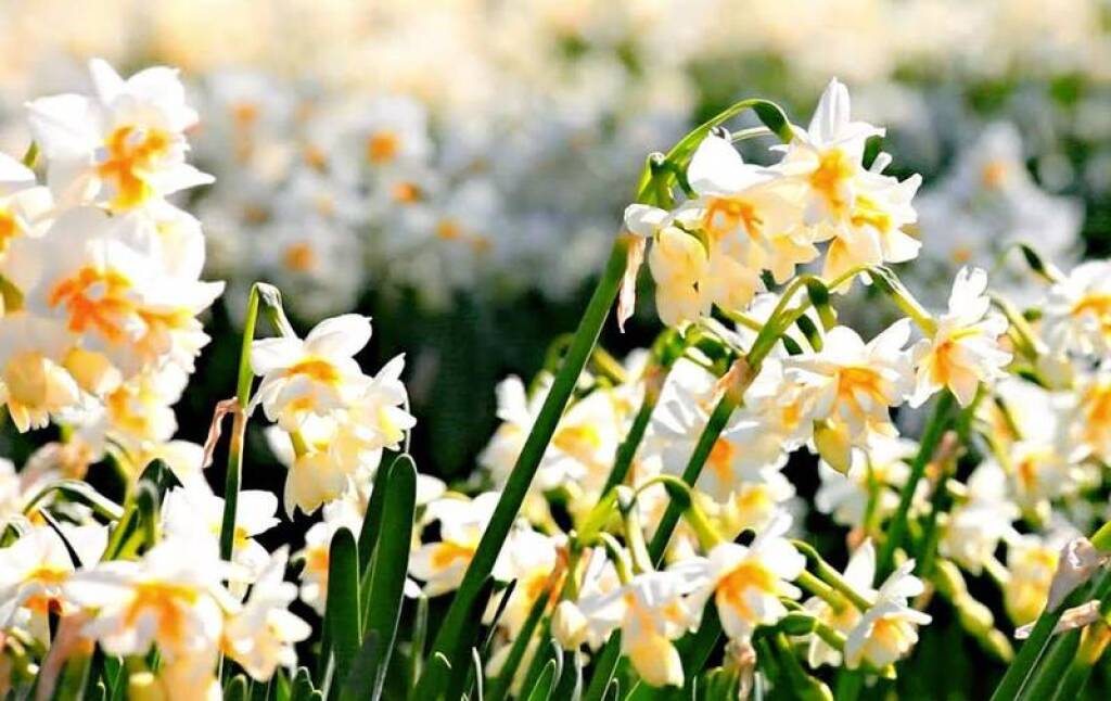 Tarsus Pirömerli Nergis Şenliği