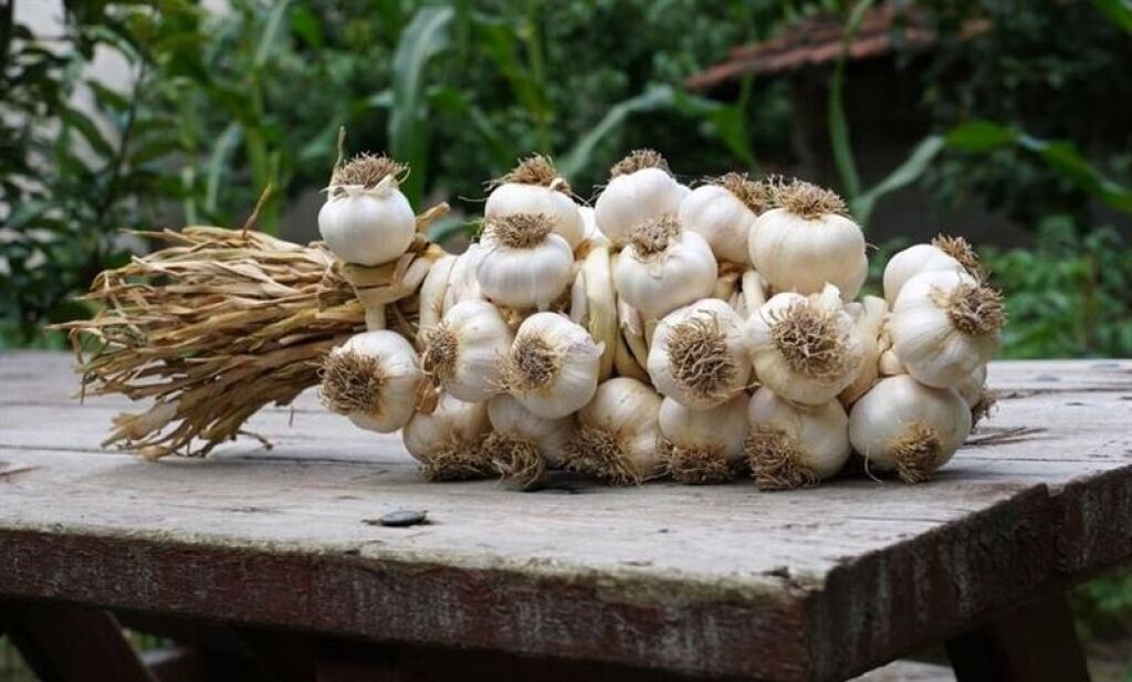 Taşköprü Kültür ve Sarımsak