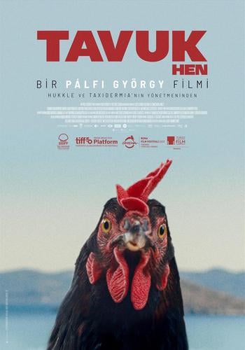 Tavuk / Hen