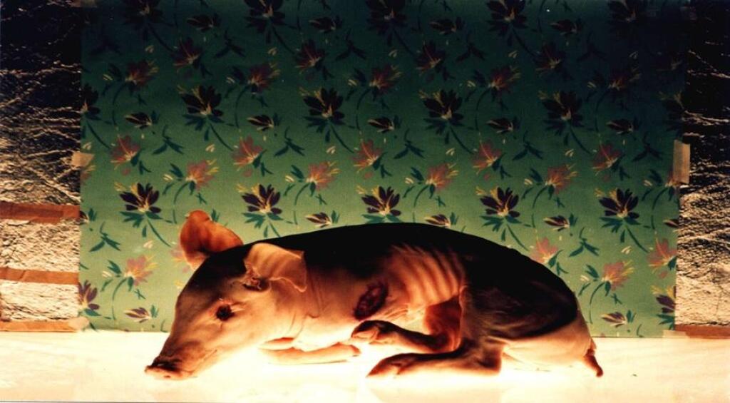 Tuzu Bizim Tarafa Uzat / Anima / Çiçek Adası