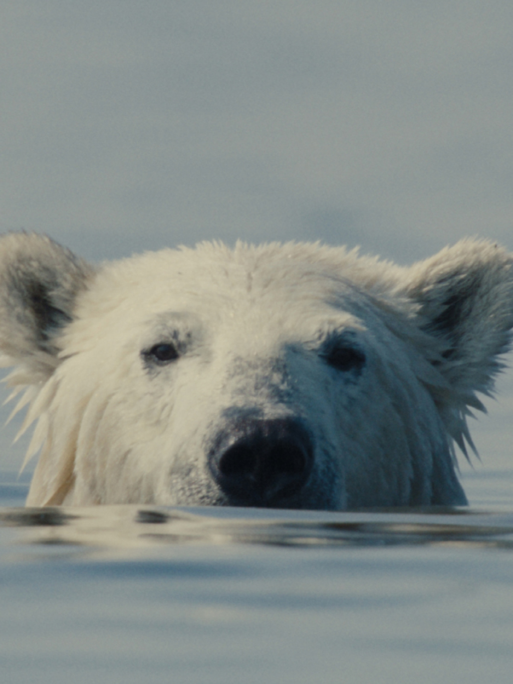 Yaramaz Ayı / Nuisance Bear